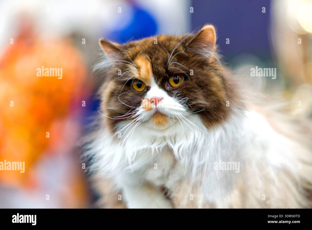 Norwegian forest cat Stock Photo