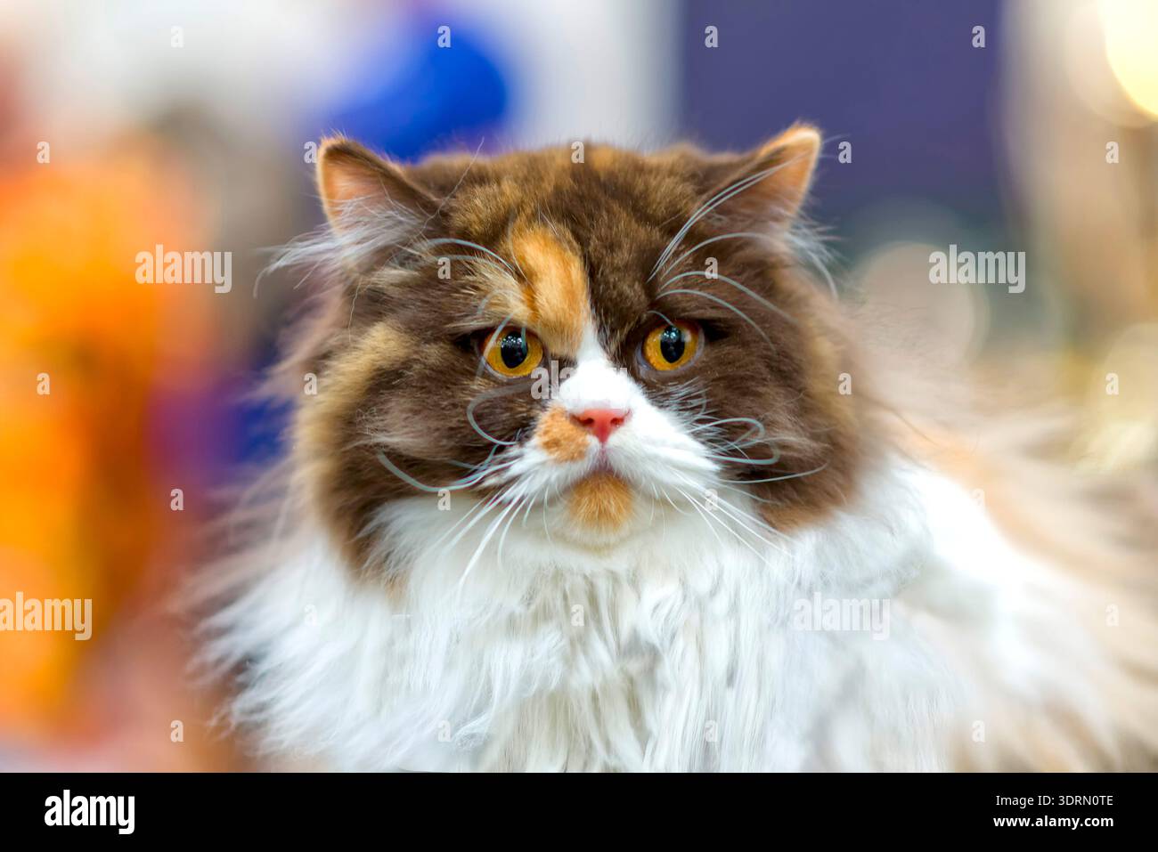 Norwegian forest cat Stock Photo
