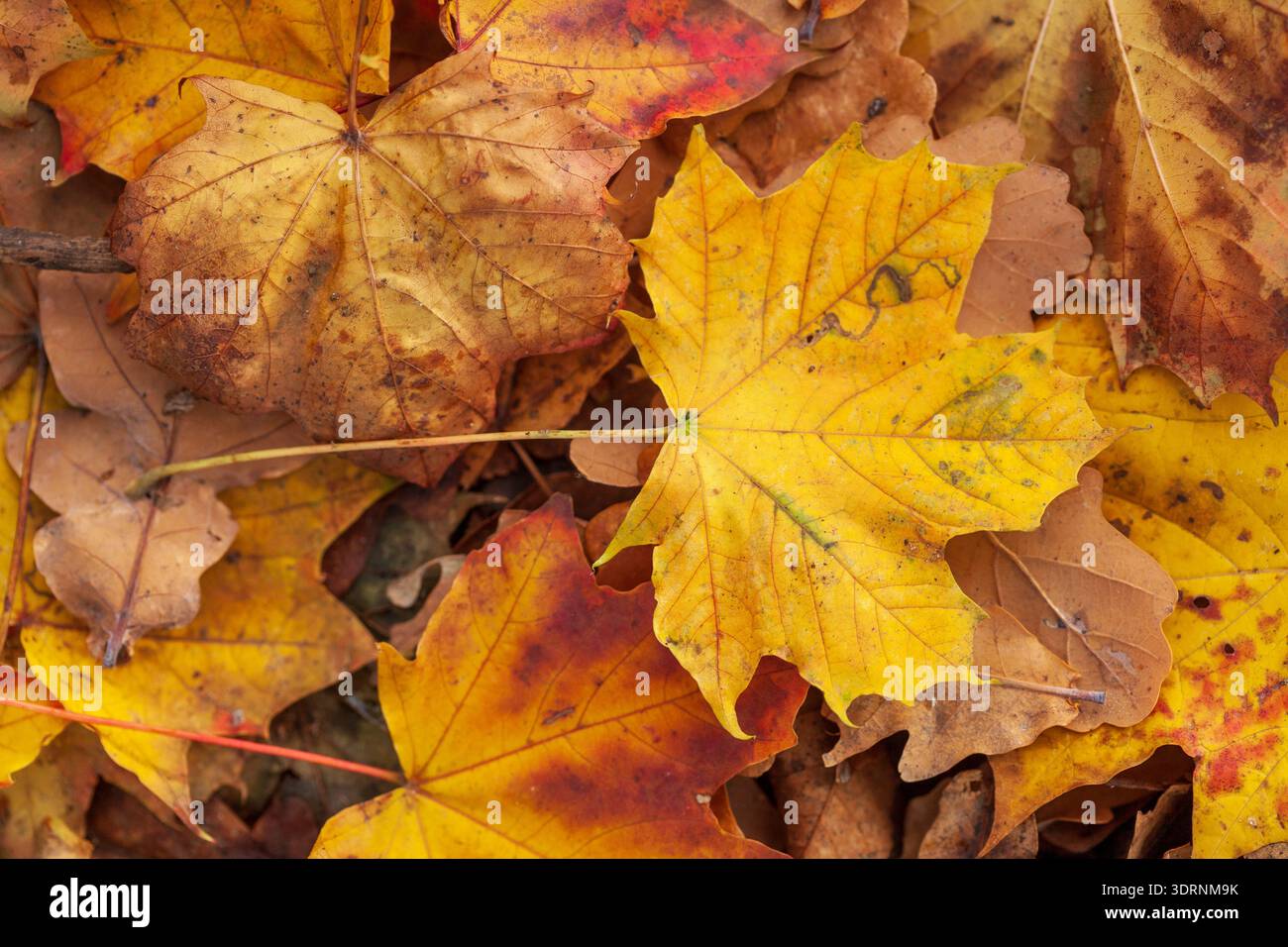 Yellow discoloured maple leaf lying on the ground, Germany Stock Photo