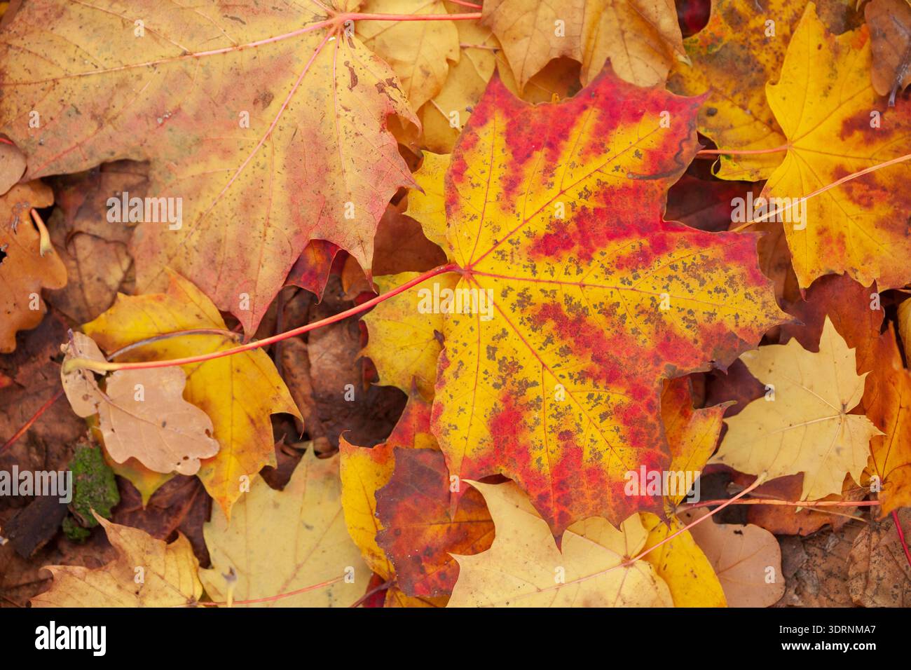 Yellow discoloured maple leaf lying on the ground, Germany Stock Photo