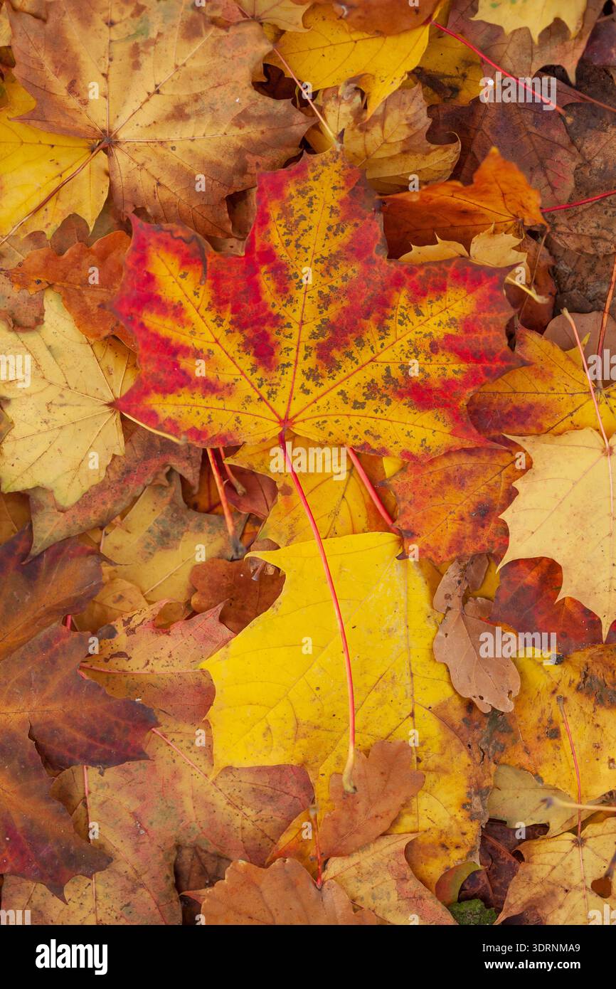 Yellow discoloured maple leaf lying on the ground, Germany Stock Photo
