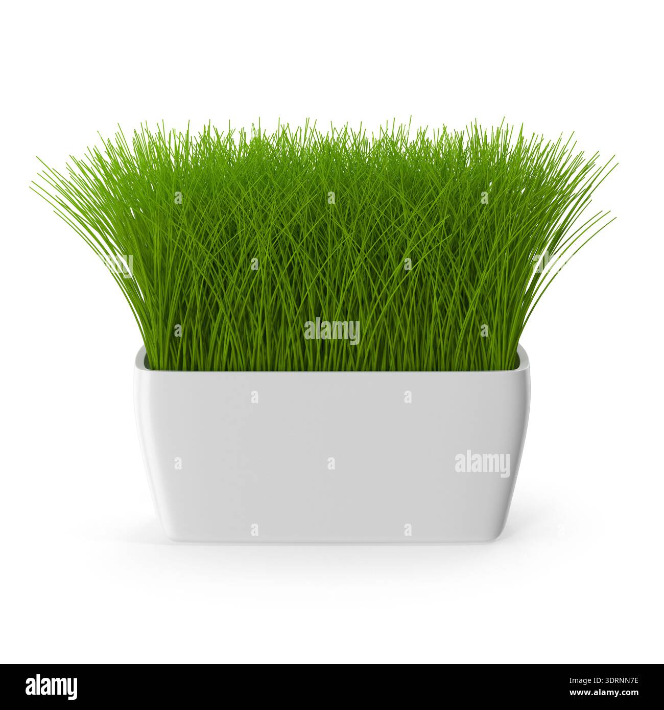 Lush Green Grass in a Modern White Pot Stock Photo