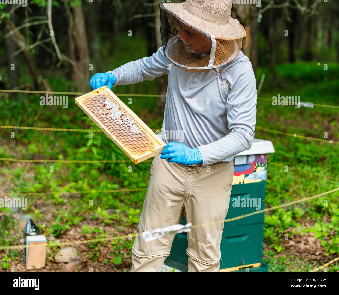 A Male Beekeeper is Inspecting a Honeycomb while Standing after Removing it from a Hive, Tewksbury, New Jersey, USA Stock Photo