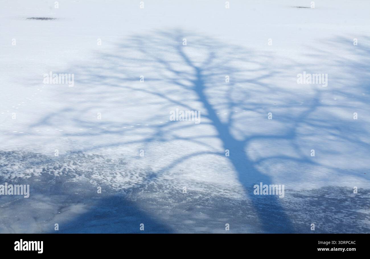 Tree shadows, snow-covered ice surface Stock Photo