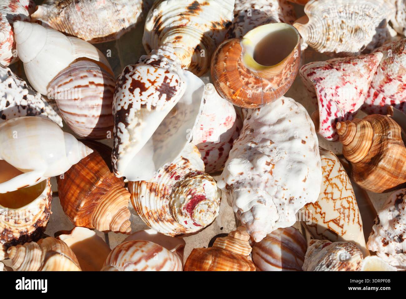 Seashells Stock Photo
