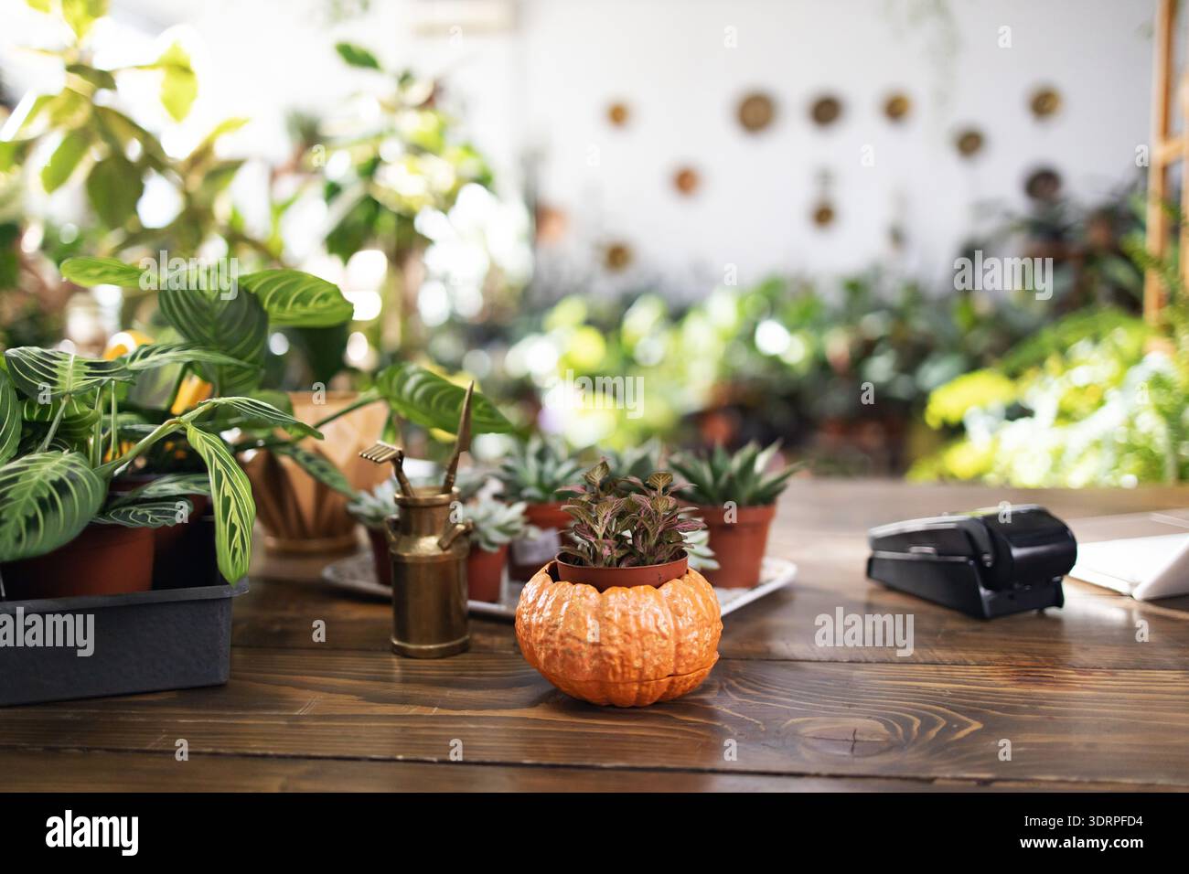 money tree near me hours Money Tree (Pachira)  Ruby Flora Plant Shop