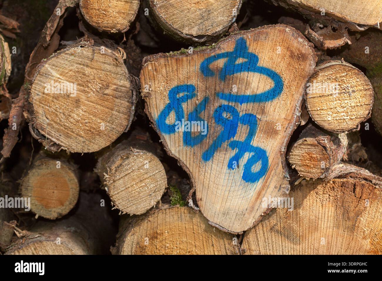 Stacked logs Stock Photo