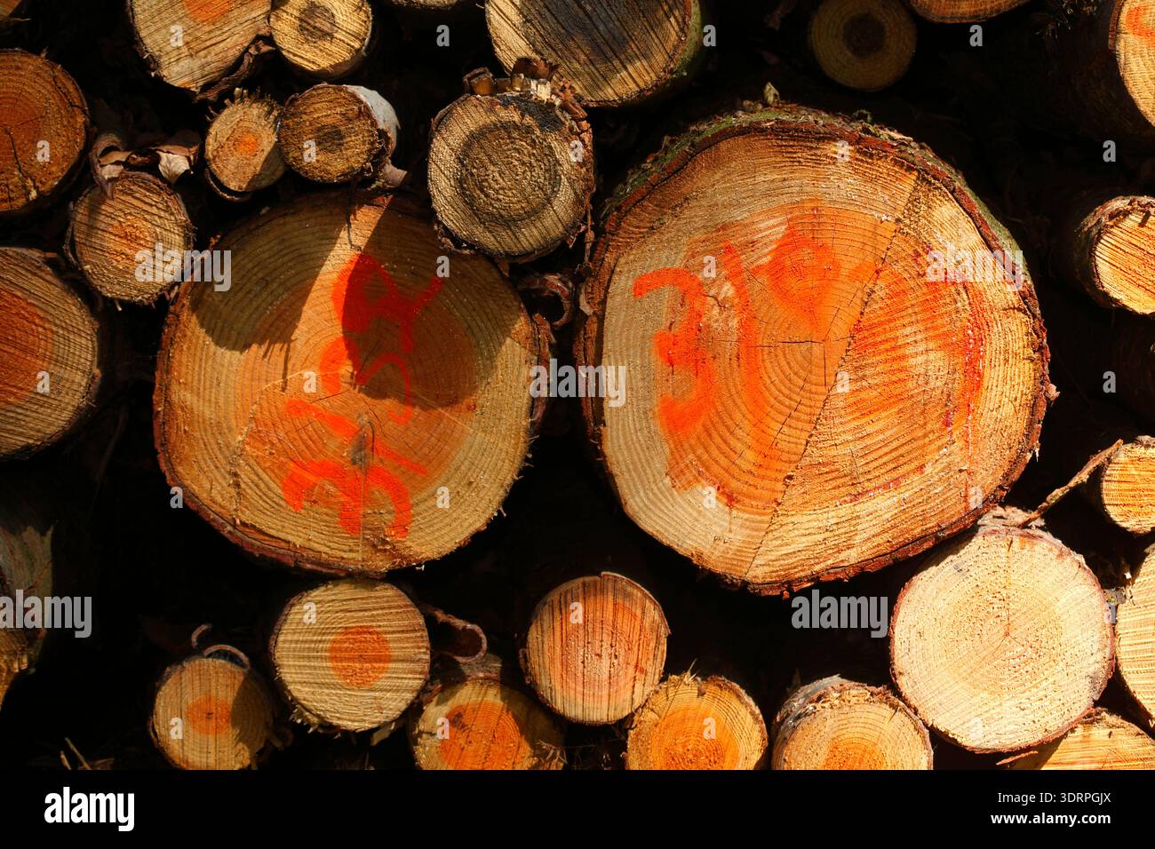 Stacked logs Stock Photo