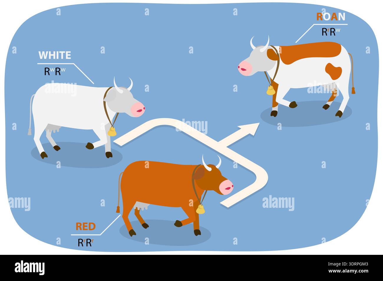 3D Isometric Flat Vector Illustration of Codominance Stock Photo