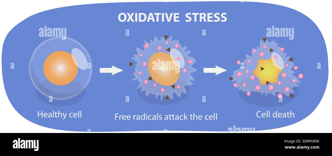 3D Isometric Flat Vector Illustration of Oxidative Stress Stock Photo