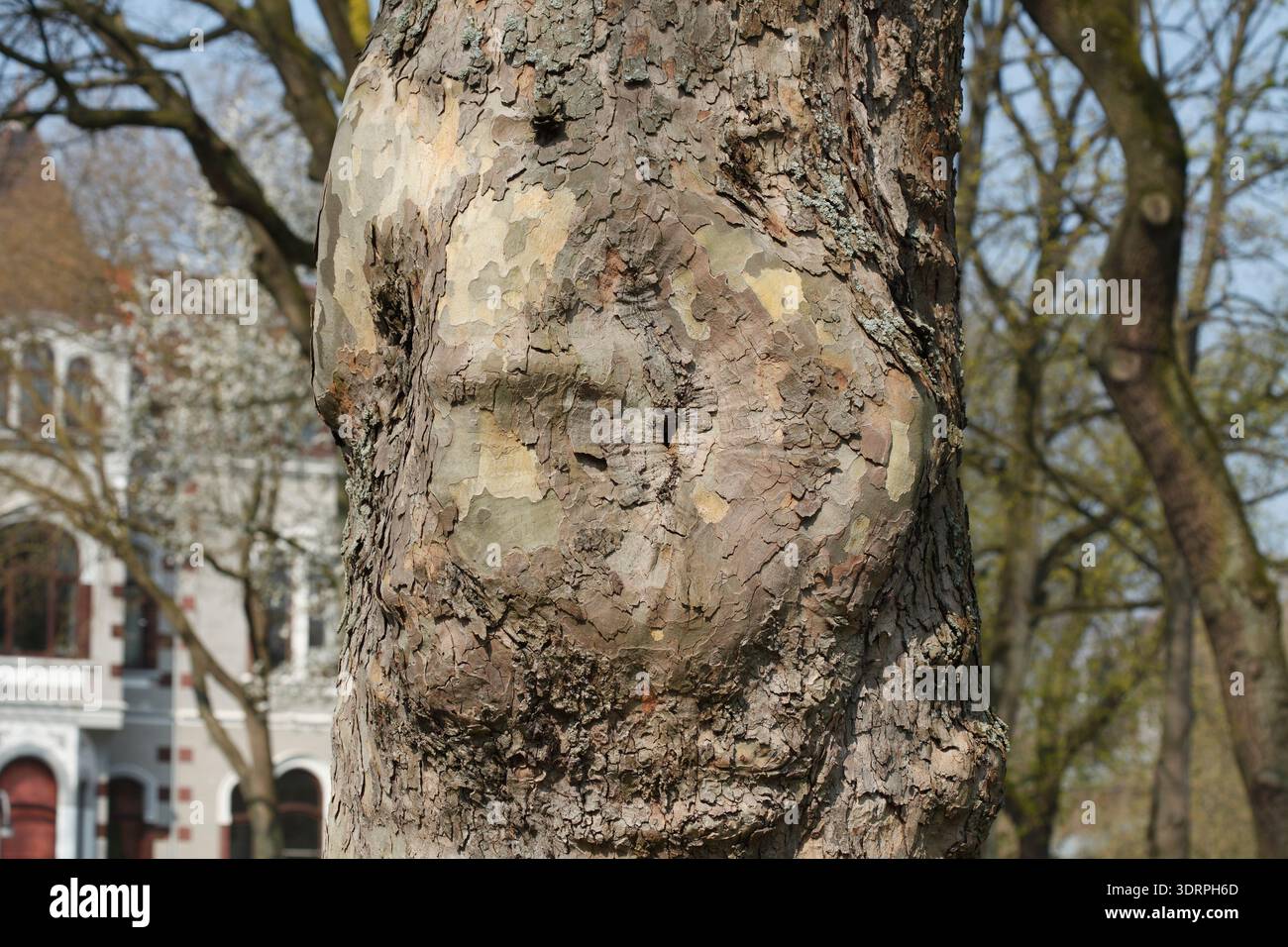 Old gnarled tree trunk, wood texture, background image Stock Photo
