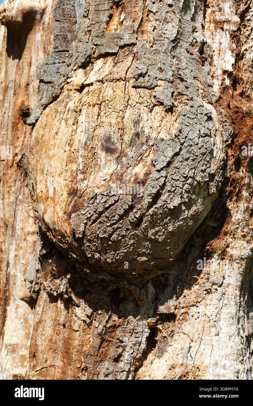 Old gnarled tree trunk, wood texture, background image Stock Photo