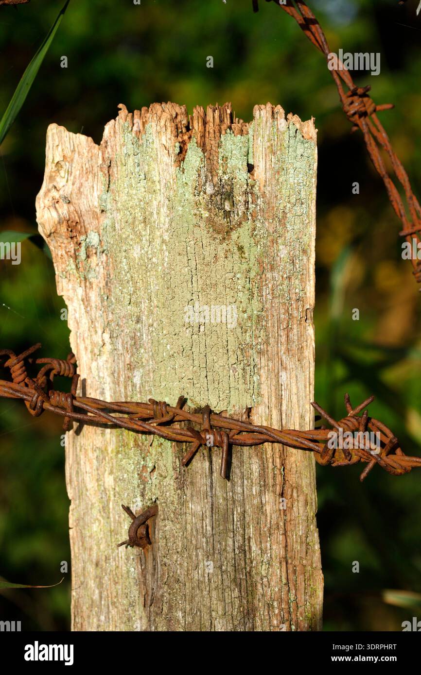 Fence post with rusty barbed wire Stock Photo