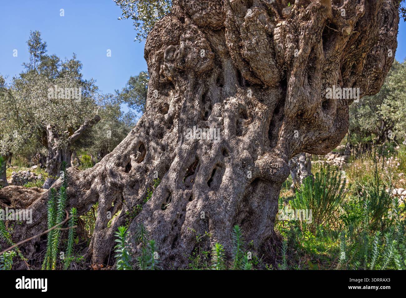 Close up at an old olive tree in a grove Stock Photo