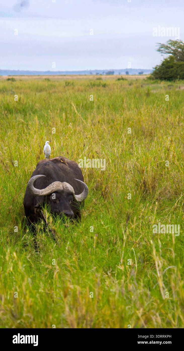2025 wildlife africa african hi-res stock photography and images - Alamy