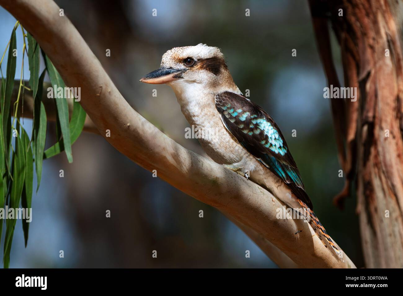 Laughing Kookaburra perching on a gum tree. Stock Photo