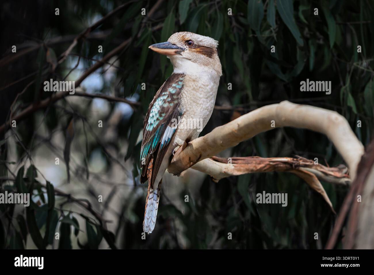 Laughing Kookaburra perching on a gum tree. Stock Photo