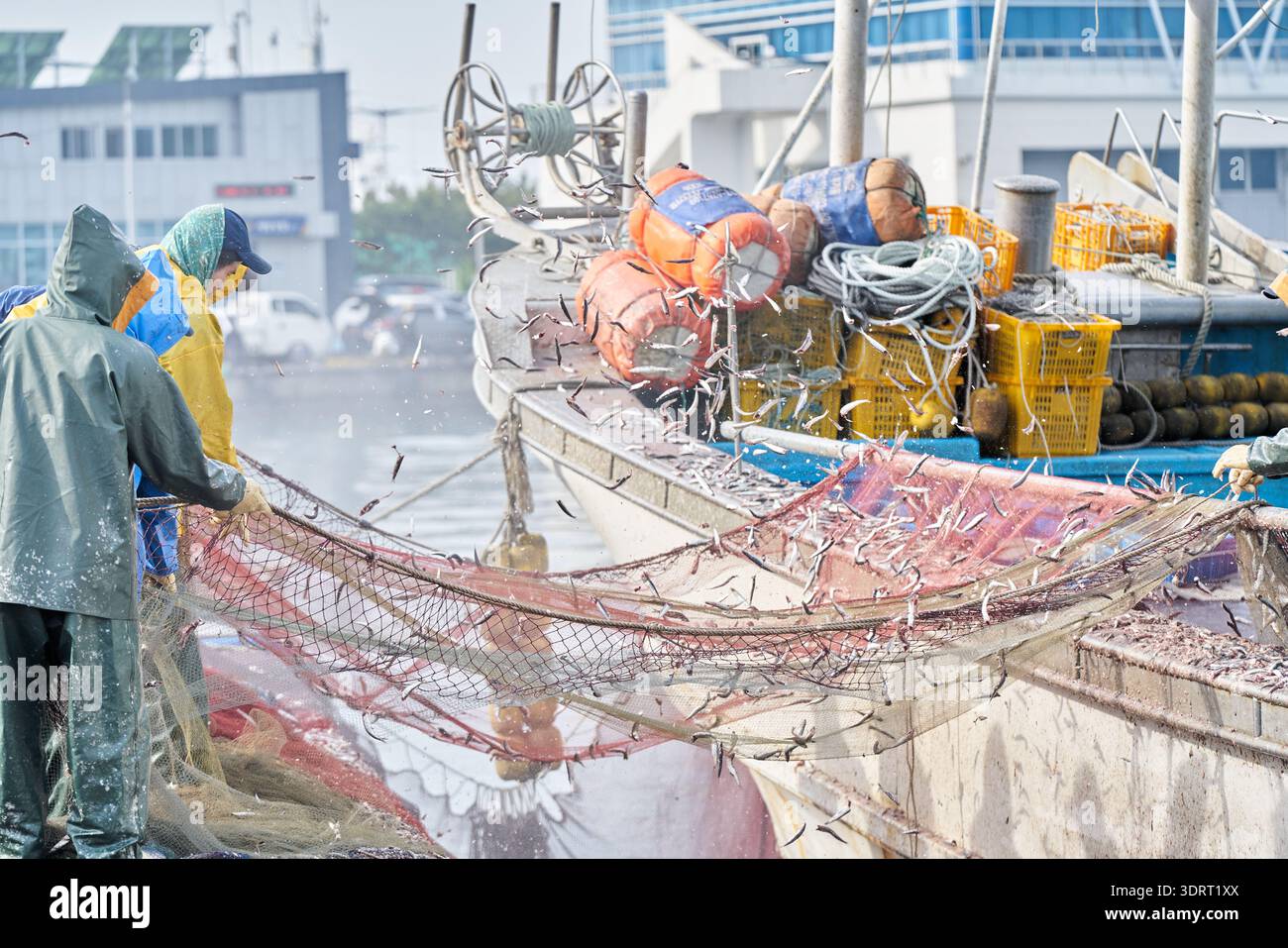 anchovy fishing net Spring anchovy fishing at Gijang Daebyeon Port, South Korea. Fishermen  shake nets to harvest fresh anchovies for traditional fish sauce Stock  Photo