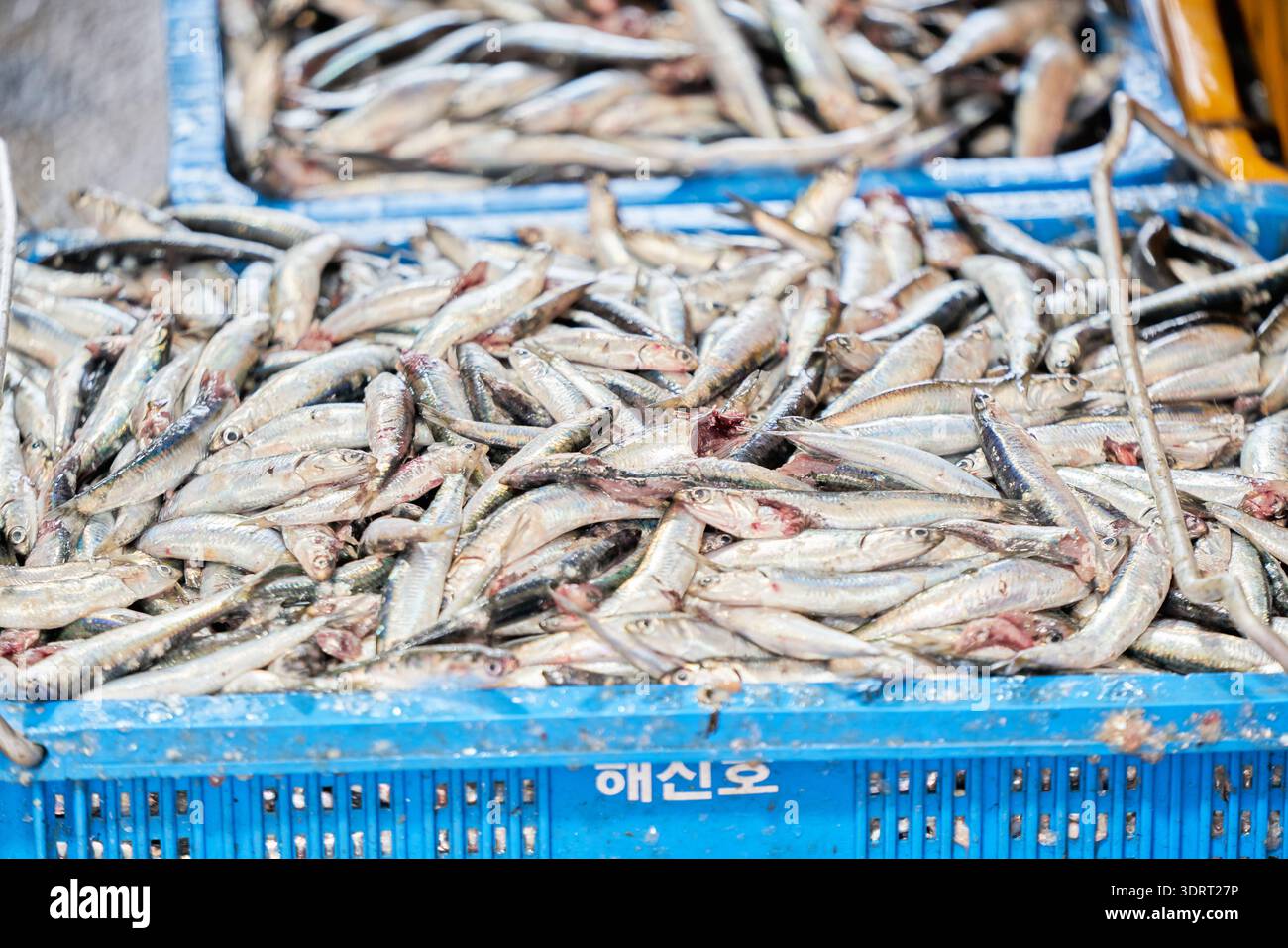 Spring anchovy fishing at Gijang Daebyeon Port, South Korea. Fishermen  shake nets to harvest fresh anchovies for traditional fish sauce Stock  Photo - Alamy