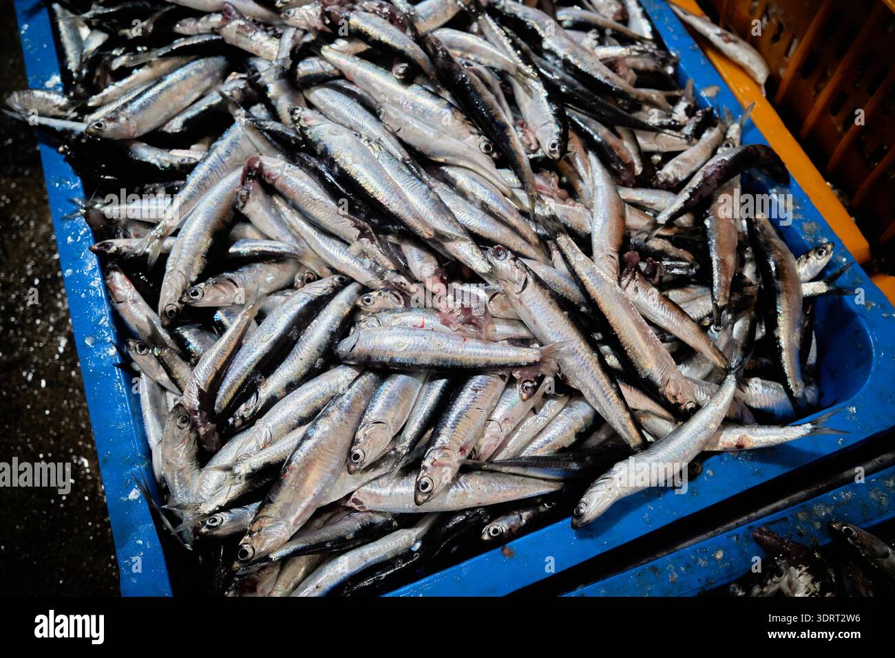 Spring anchovy fishing at Gijang Daebyeon Port, South Korea. Fishermen  shake nets to harvest fresh anchovies for traditional fish sauce Stock  Photo - Alamy