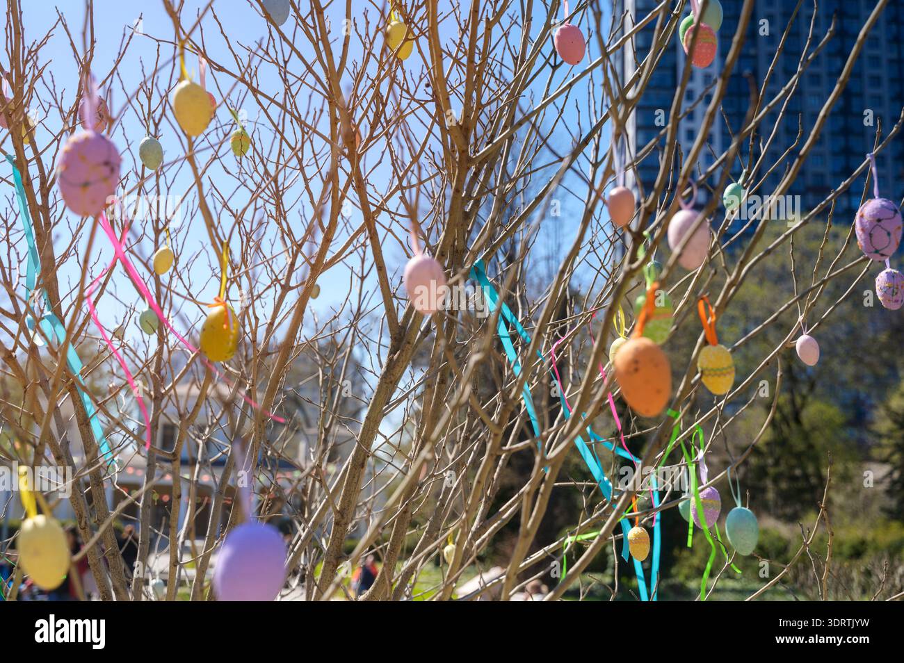 Colorful Easter eggs hanging on tree branches against a clear blue sky in spring. Concept of Easter holiday celebration, traditional street decor, and Stock Photo