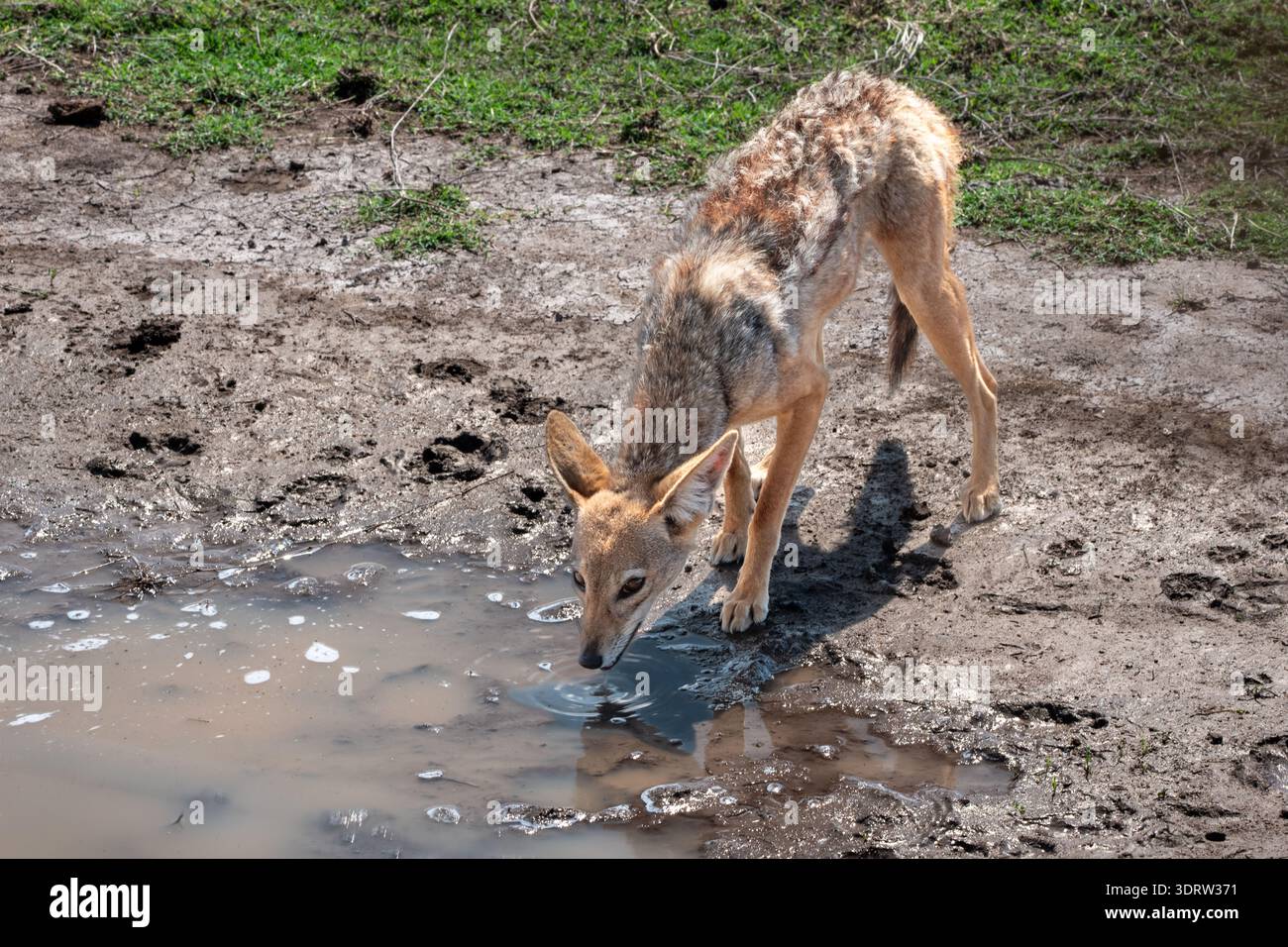 African golden wolves hi-res stock photography and images - Alamy