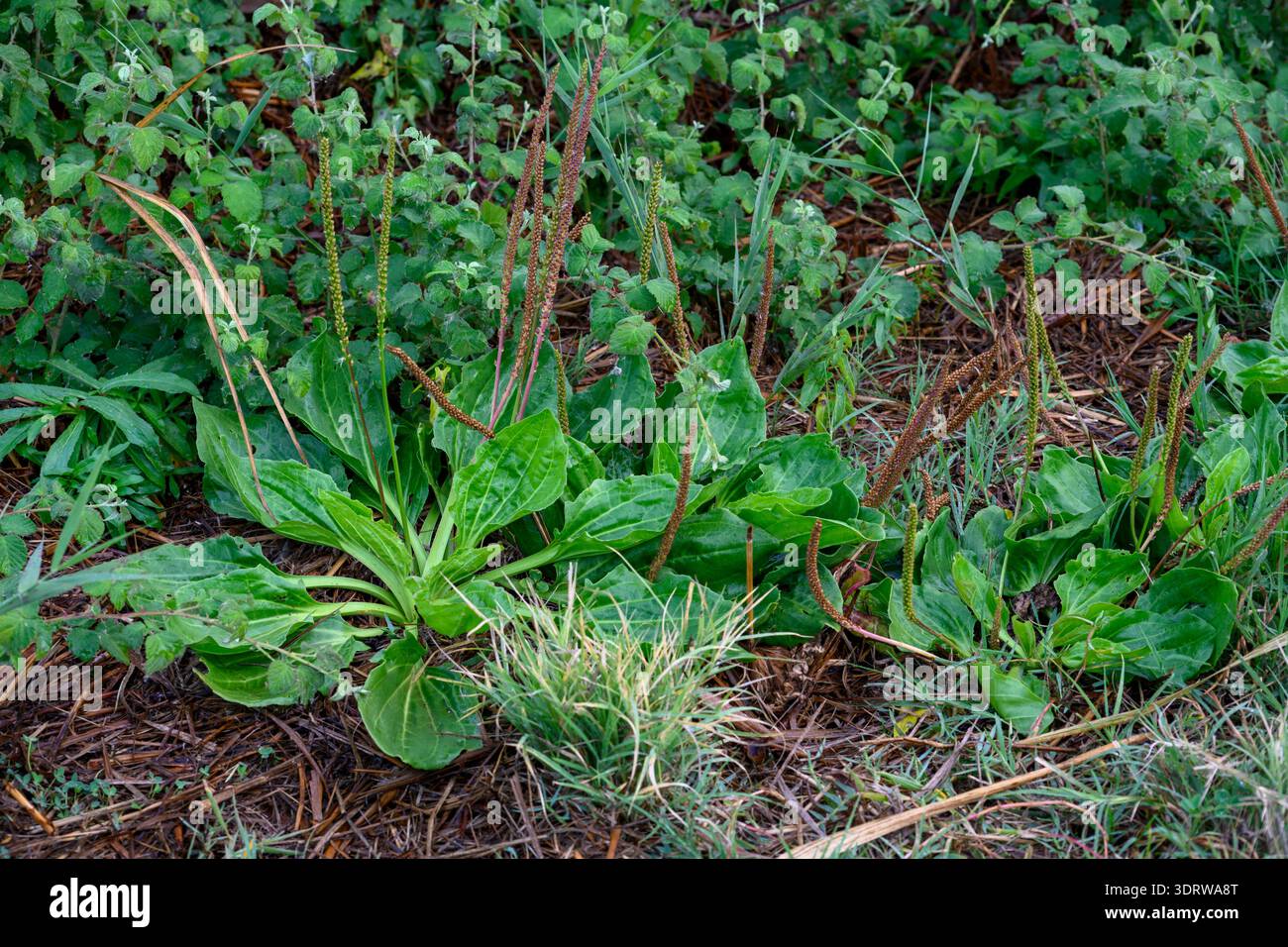 Plantago major, the broadleaf plantain, white man's footprint, waybread ...