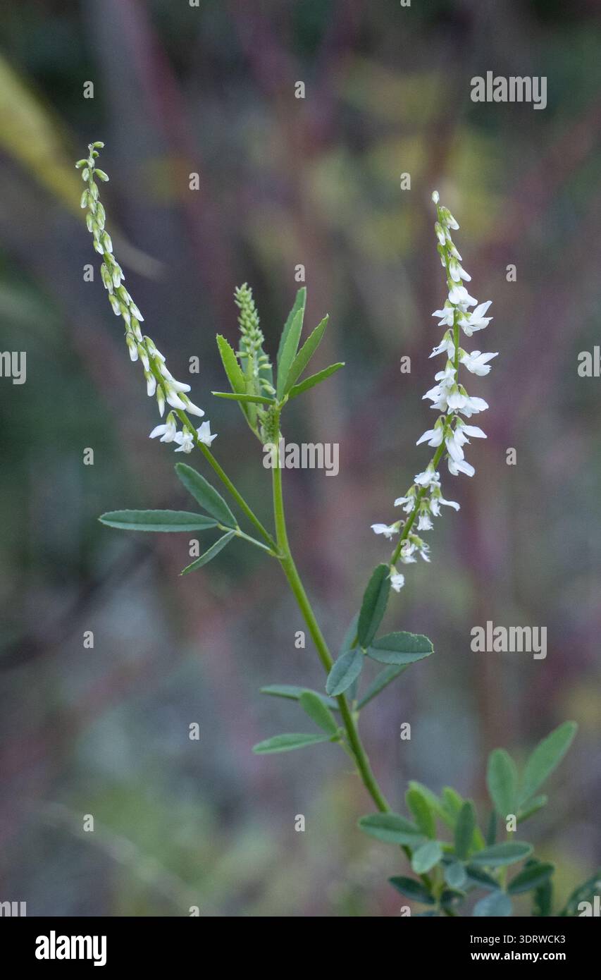 Delicate characteristics hi-res stock photography and images - Alamy