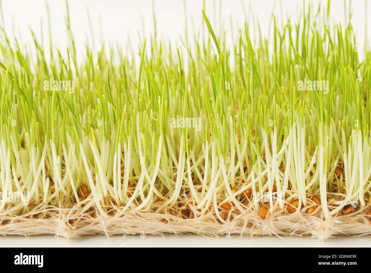 Collection of Grass Sprouts on a White Surface Displaying Roots and ...