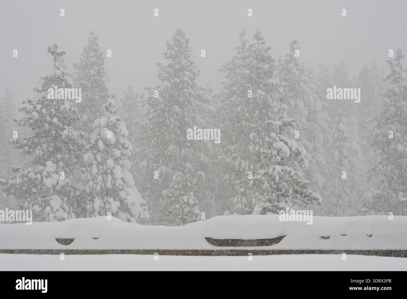 Snow comes down on pine trees along interstate 80 during a snow storm ...