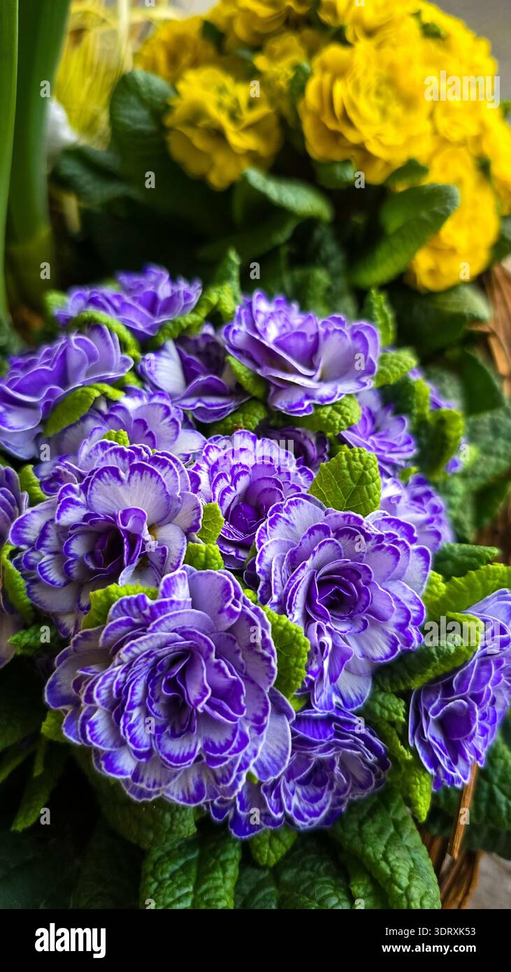 A composition of blue and yellow primroses. Compact first spring flowers with dense inflorescences. Primula Belarina Amethyst Ice in the foreground. Stock Photo