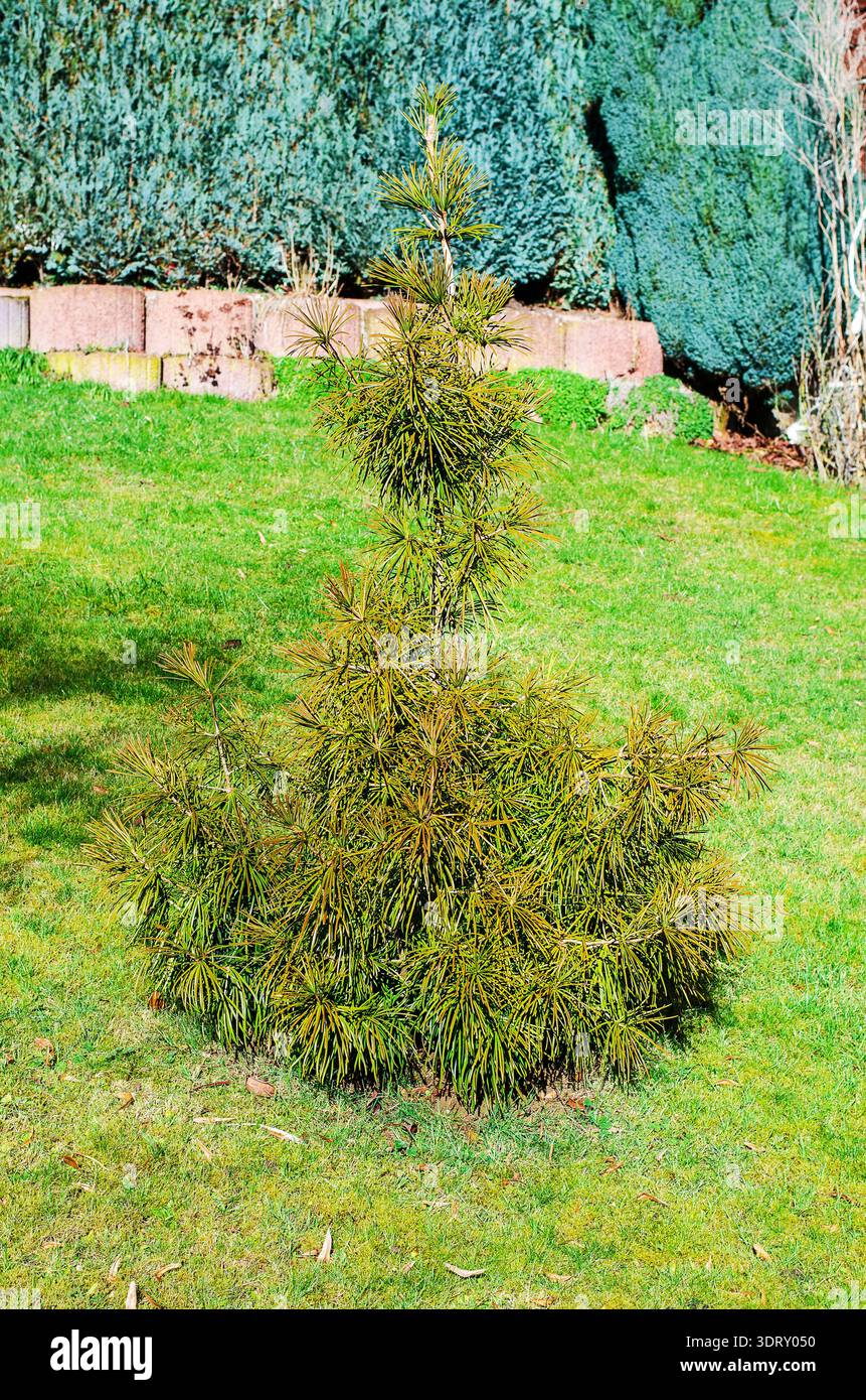 Japanese umbrella pine hi-res stock photography and images - Alamy