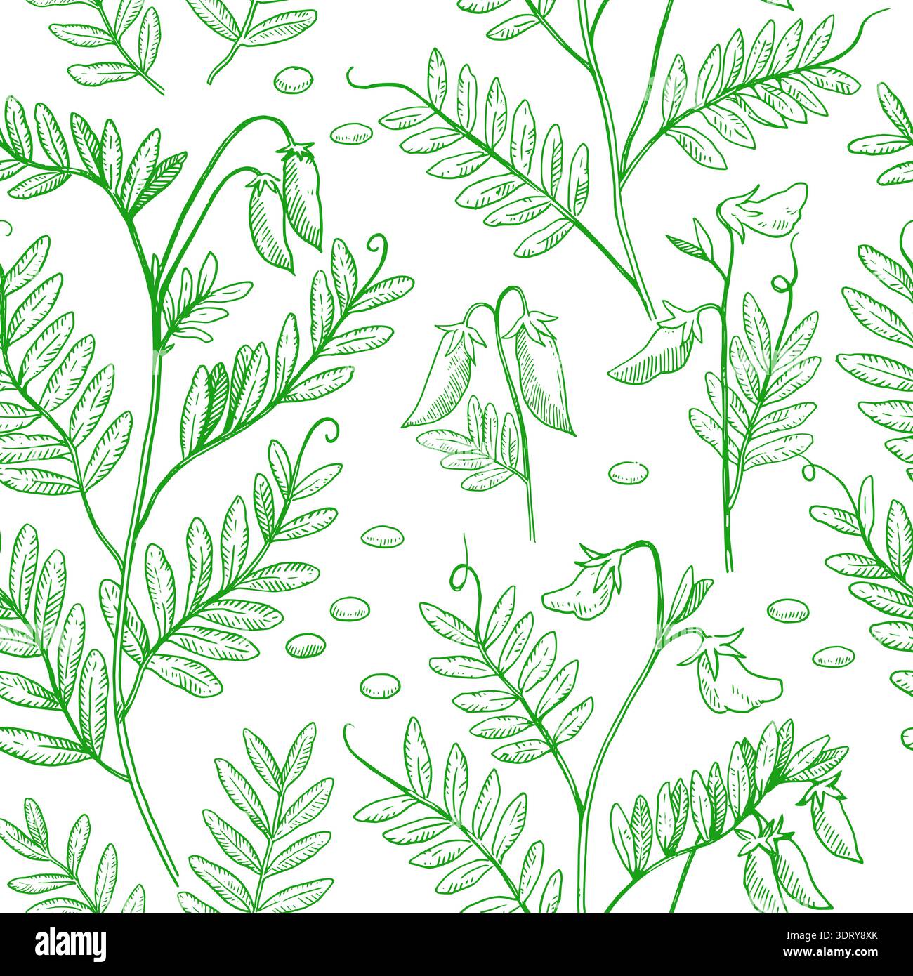 Seamless pattern with lentil plants, pods and beans. Hand-drawn detailed monochrome vector illustration. Stock Vector