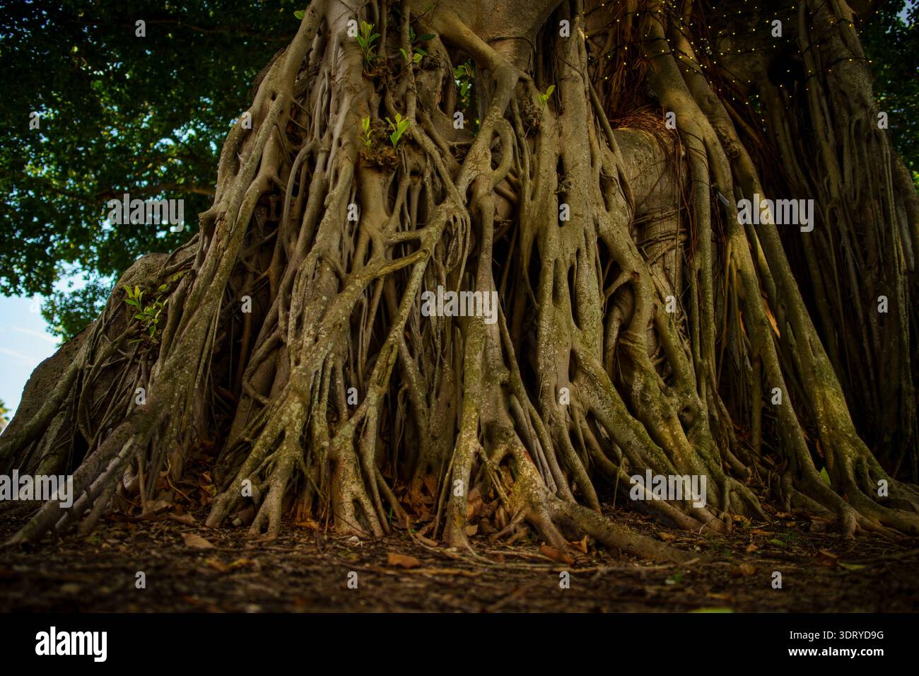 09/19/2024A close-up view of the complex and dense aerial root system ...