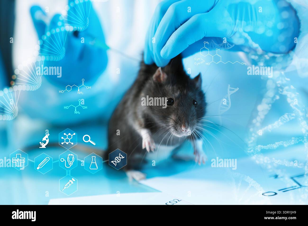 Biochemistry. Scientist giving shot to rat in laboratory. Scheme with ...