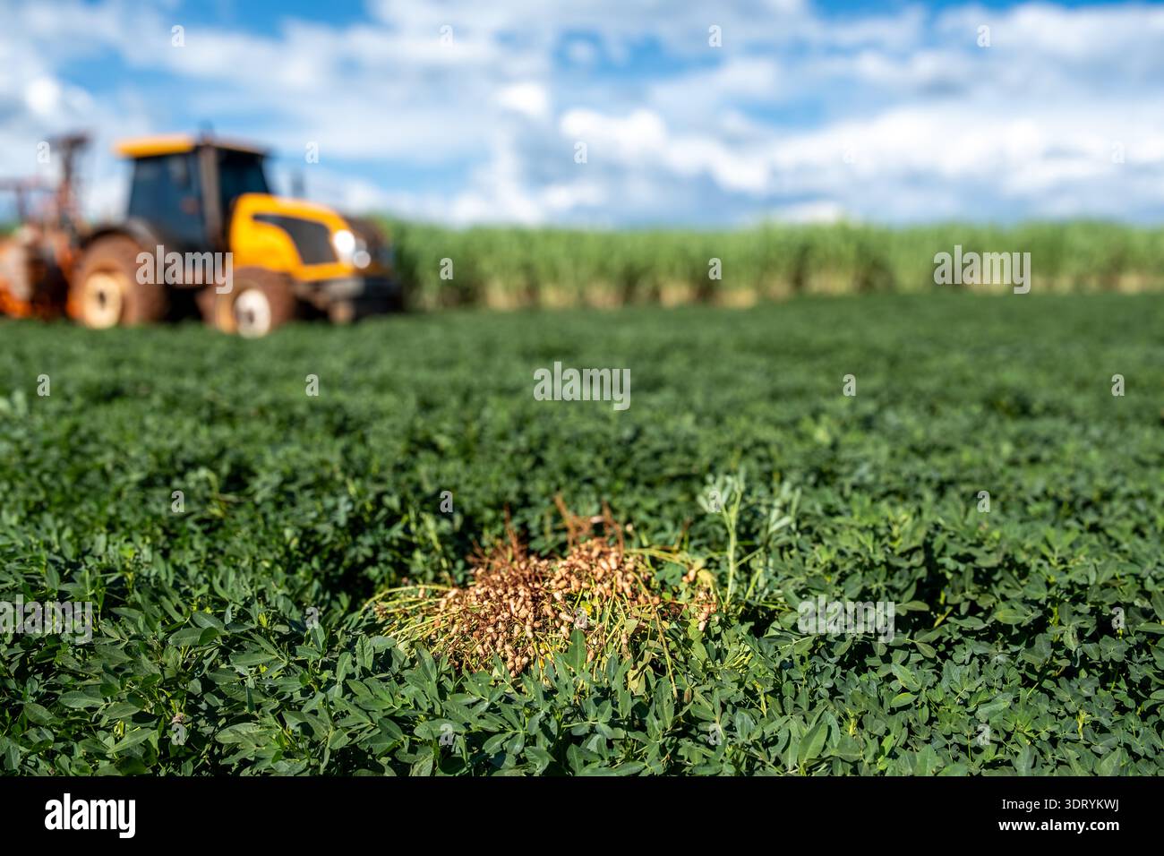 Harvested peanut plants with pods exposed in the foreground and tractor ...