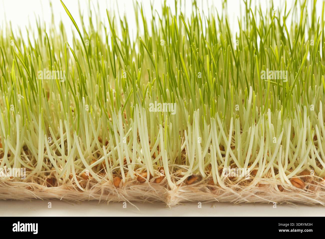 Green Grass Growing in a Mosaic Pattern With Roots Visible on the ...