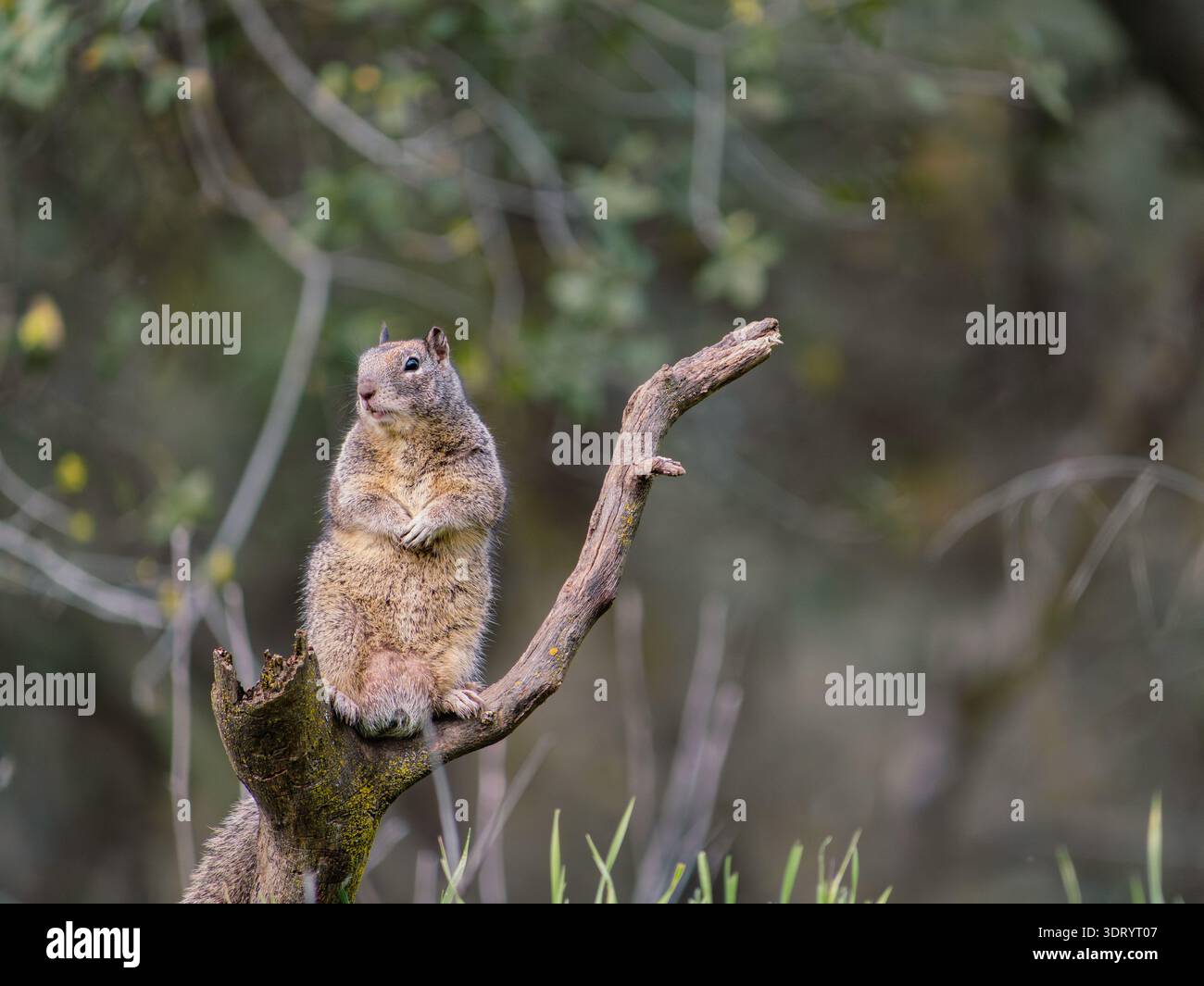 Squirrel resting on a diagonal dead tree branch Stock Photo