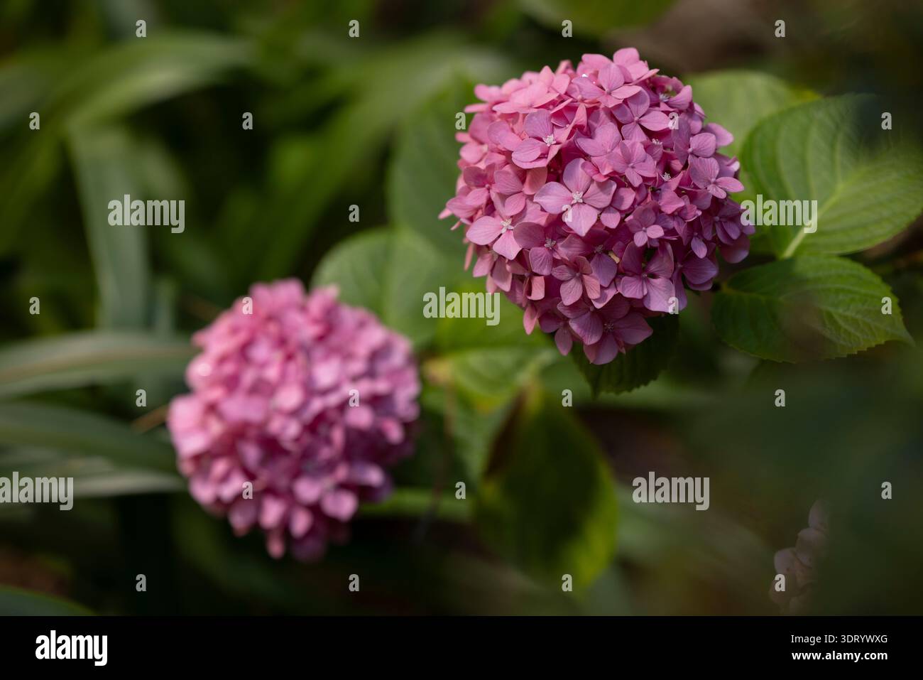 A Hydrangea blooms in a garden with alkaline soil, causing it's pink ...