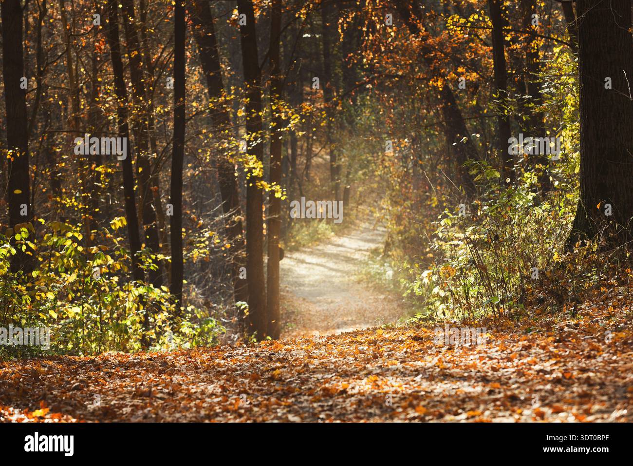 Collection of Autumn Scenes in a Forest With a Walking Path and Fallen Leaves Stock Photo