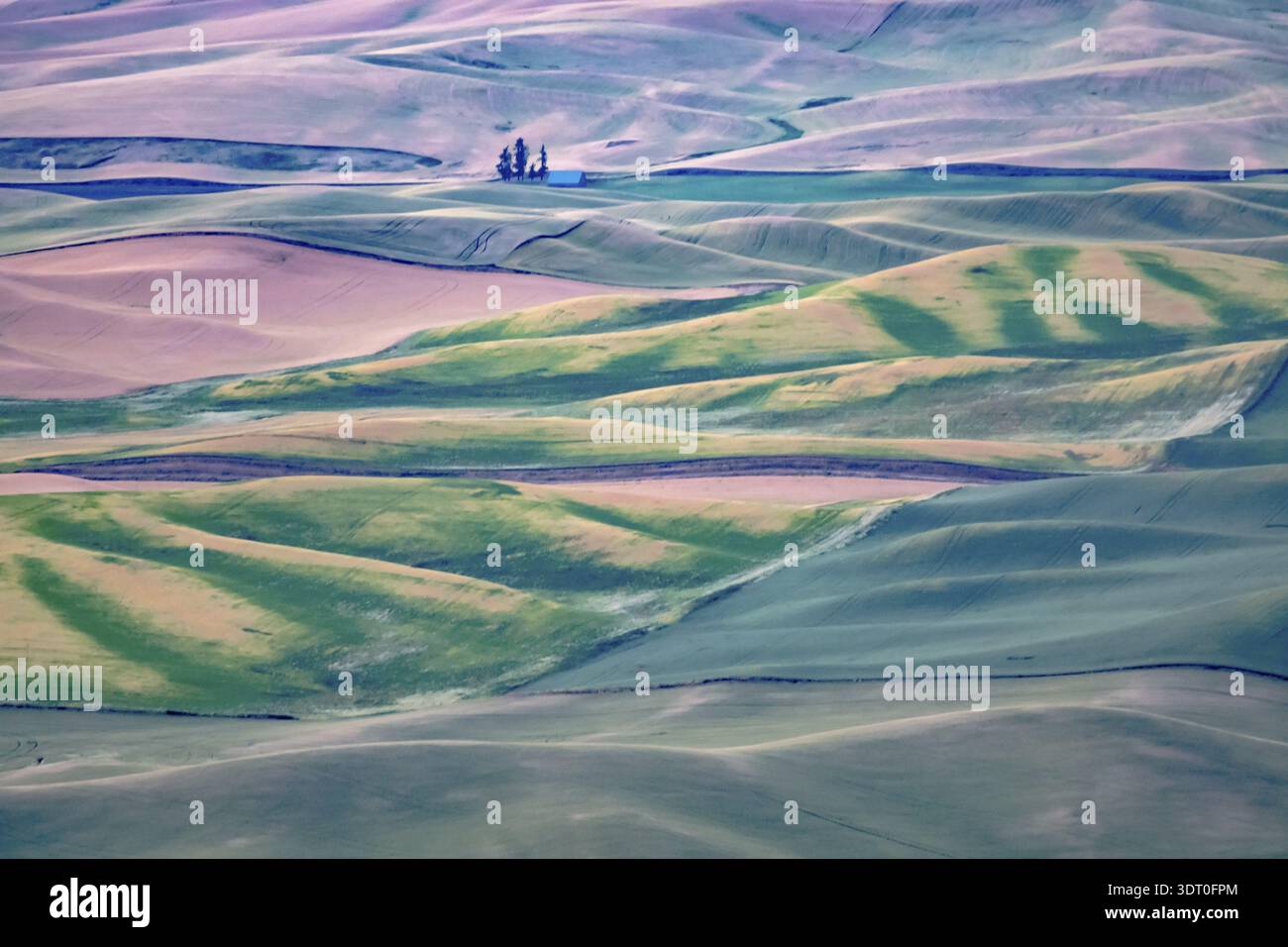 Green rolling hills of farmland wheat fields seen from the Palouse washington Stock Photo