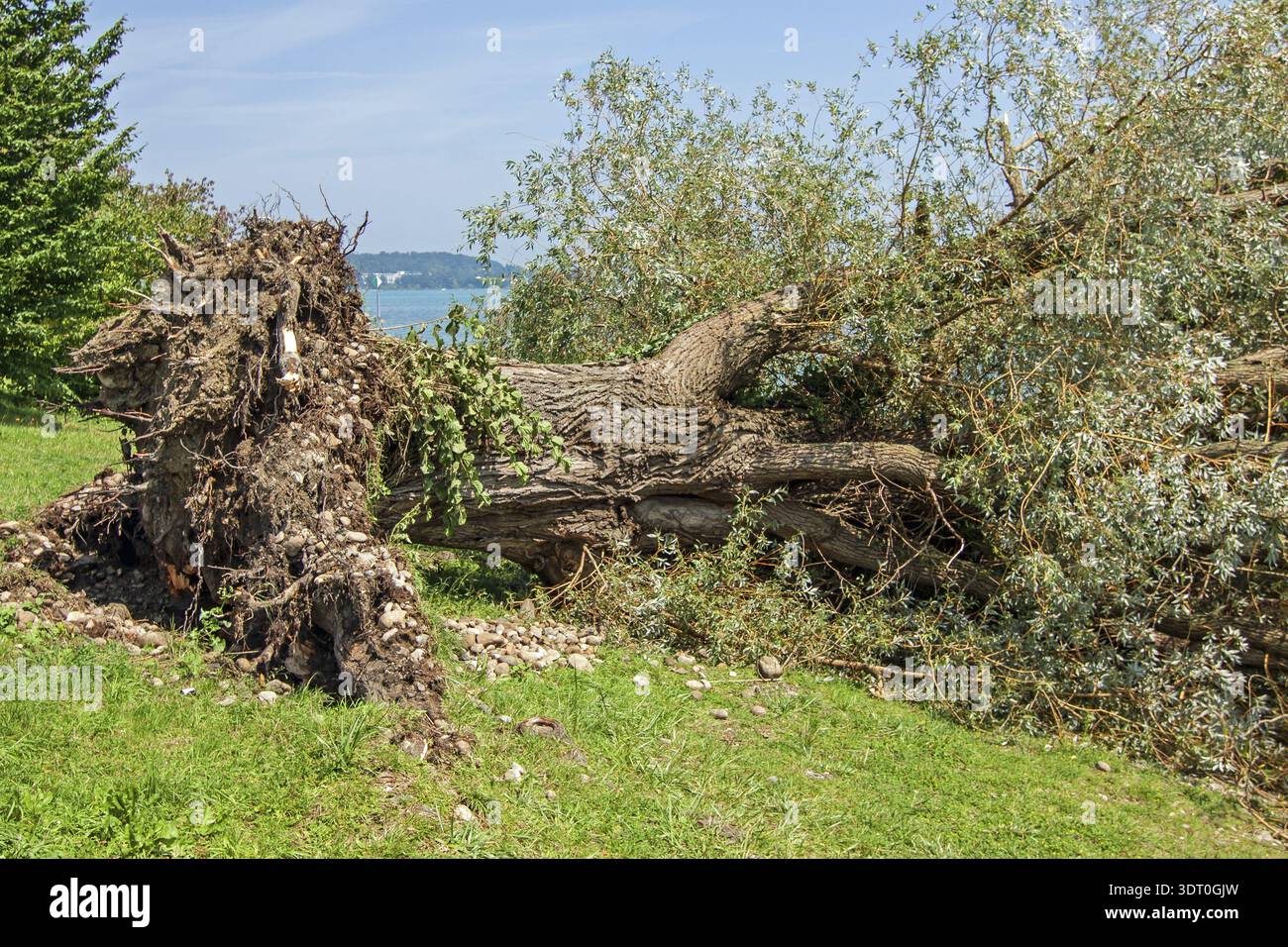 Willow fallen by a storm Stock Photo