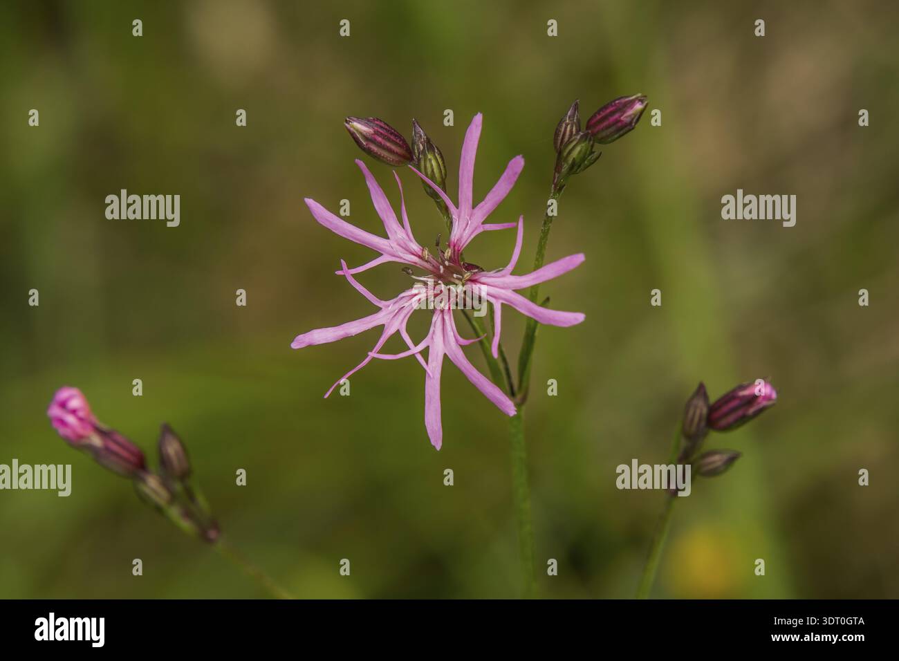 Cuckoo light carnation 'Lychnis flos-cuculi' Stock Photo
