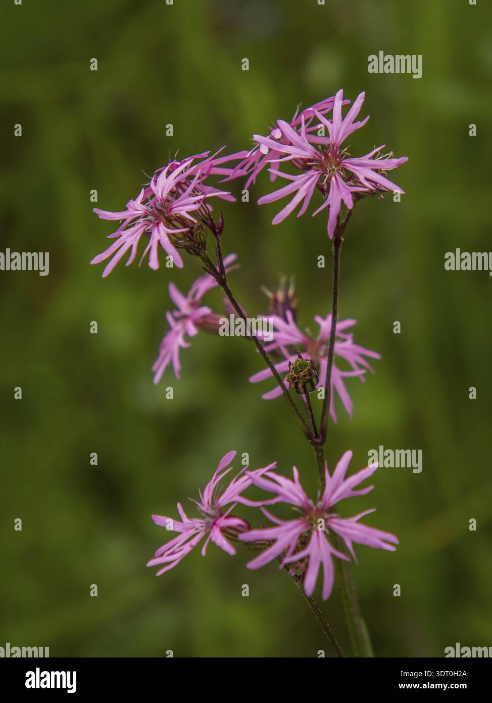Cuckoo light carnation 'Lychnis flos-cuculi' Stock Photo