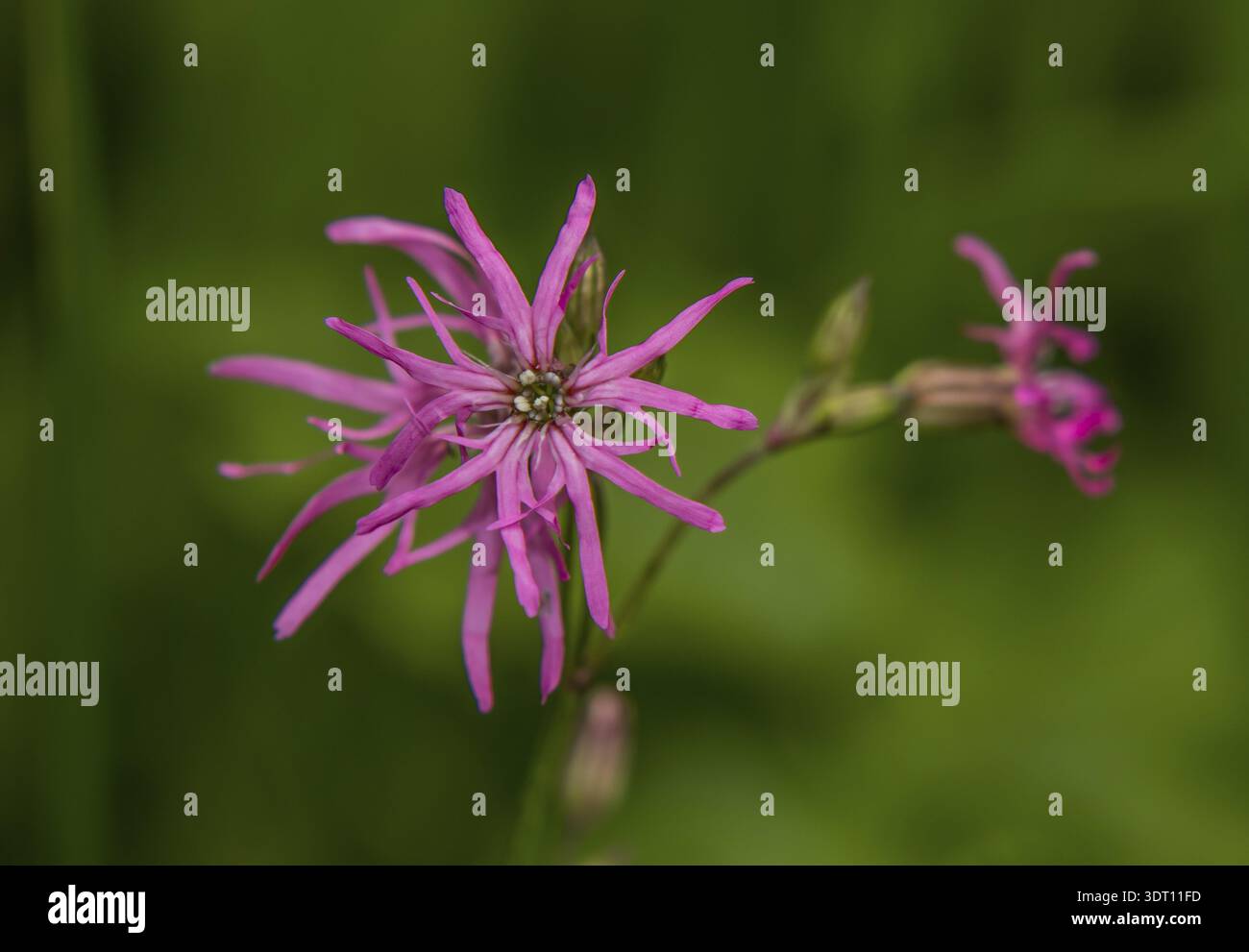 Cuckoo light carnation 'Lychnis flos-cuculi' Stock Photo