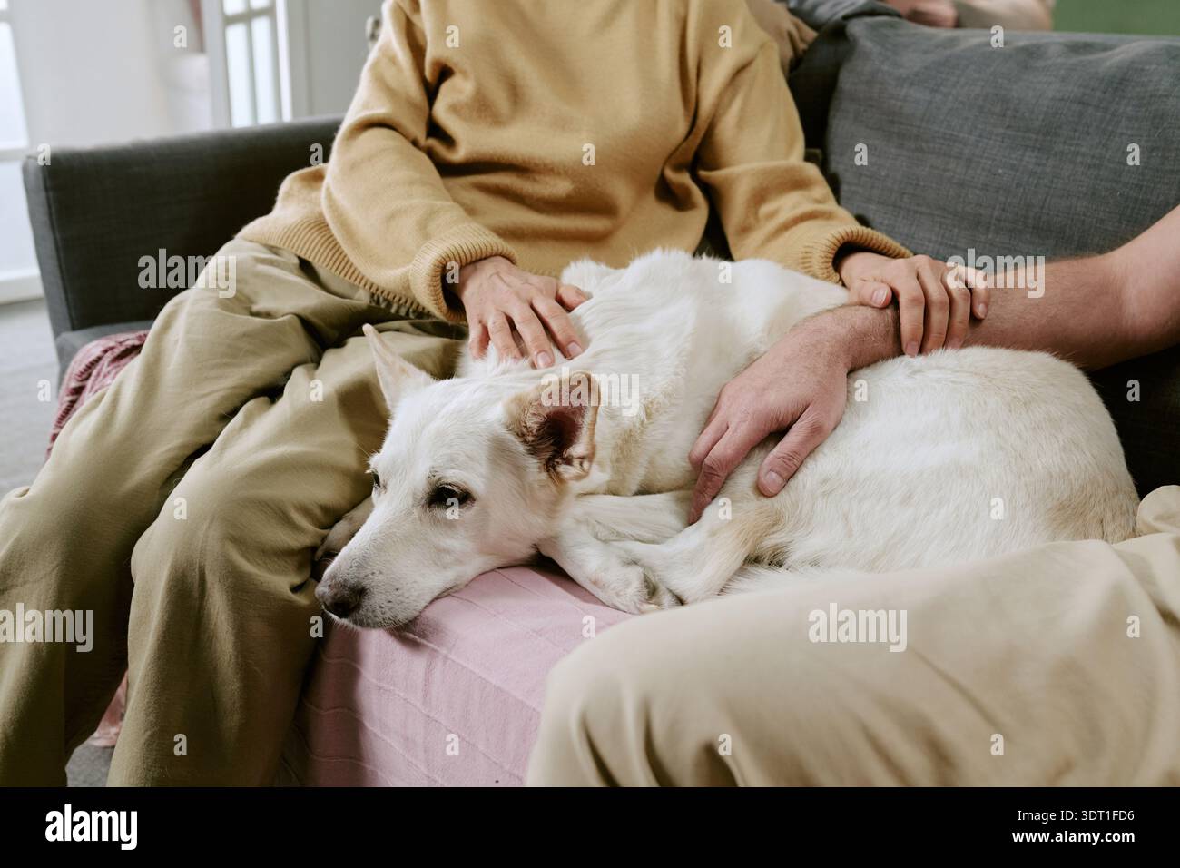 Senior Caucasian Woman and Man Petting Relaxed Dog Sitting on Sofa Stock Photo