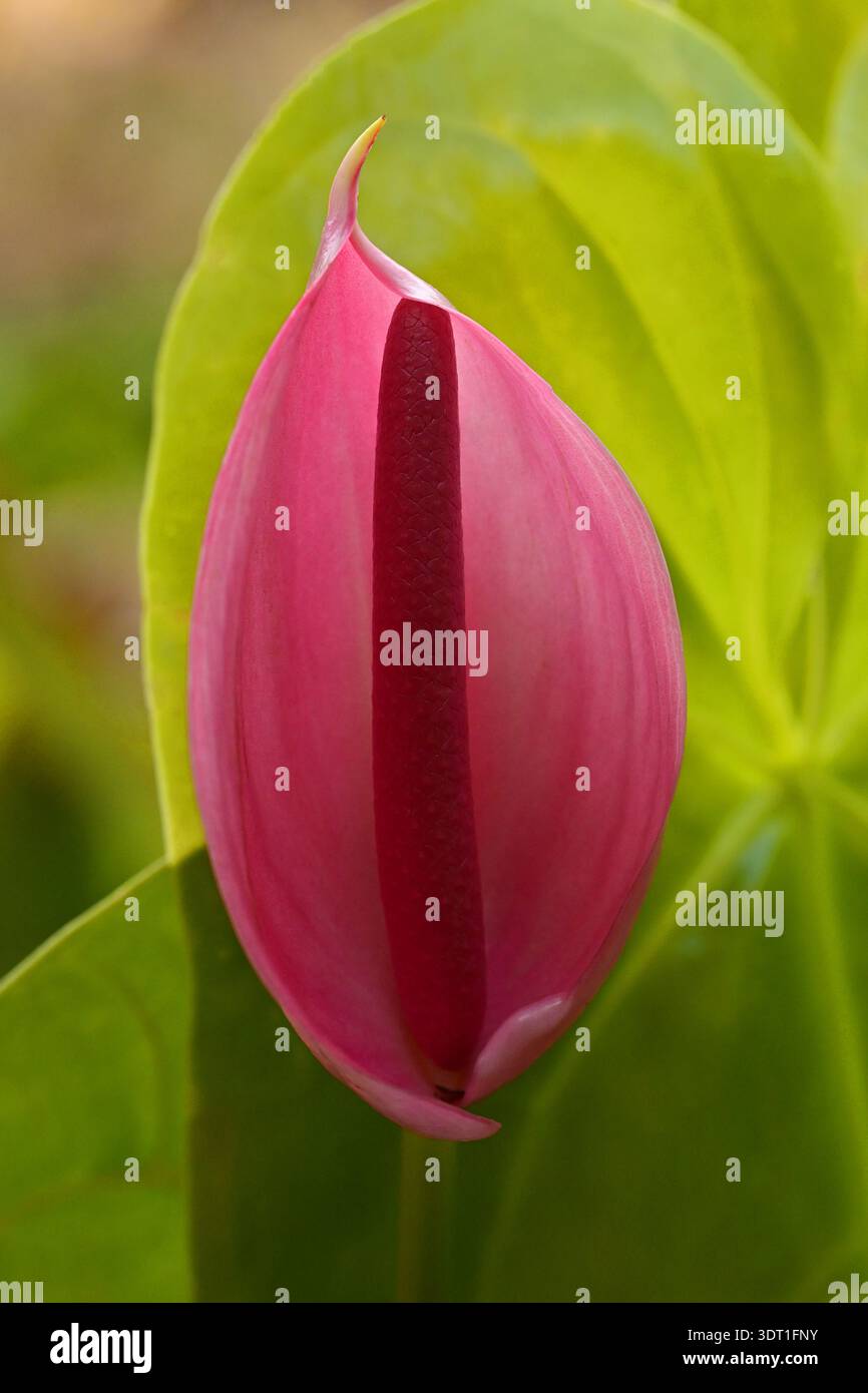 Anthurium andraeanum hi-res stock photography and images - Alamy