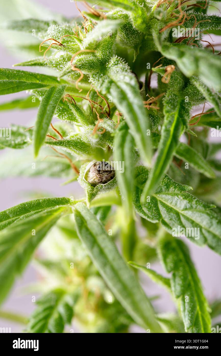 Pollinated female cannabis plant. Buds with trichomes and new seeds on  light background Stock Photo - Alamy
