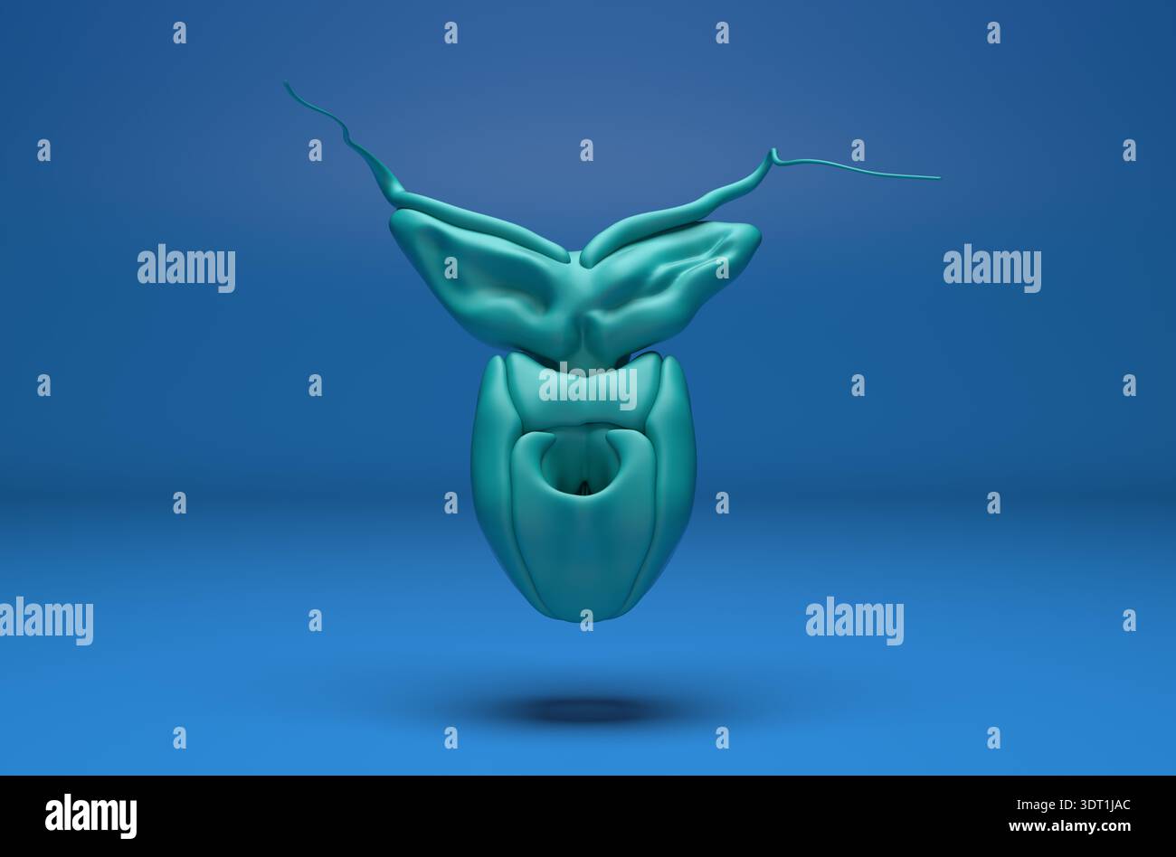 Human prostate - isometric view 3d illustration Stock Photo - Alamy