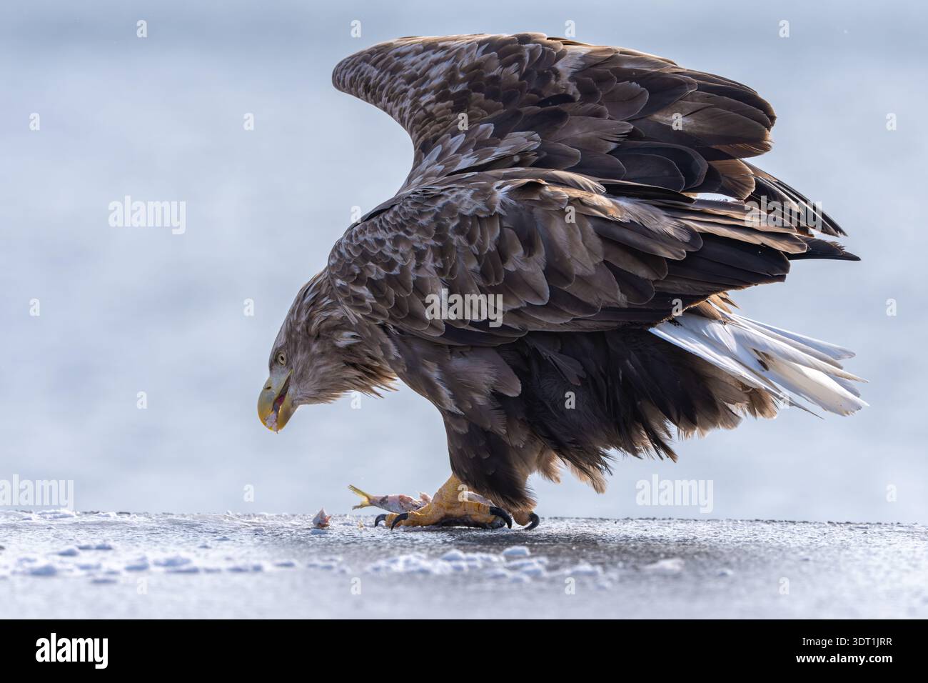 White tailed Eagle Portrait Eating Prey Icy Habitat Stock Photo